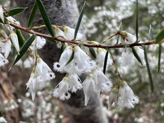 Styphelia setigera