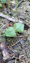 Neottia cordata