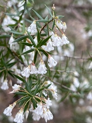 Styphelia setigera