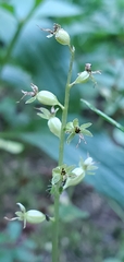 Neottia cordata