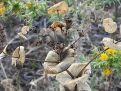Smyrnium perfoliatum
