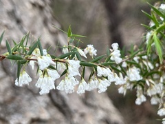 Styphelia setigera
