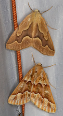 Sabulodes edwardsata