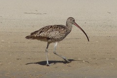 Numenius madagascariensis