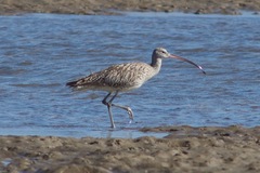 Numenius madagascariensis