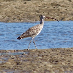 Numenius madagascariensis