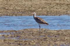 Numenius madagascariensis