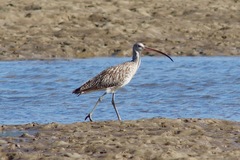 Numenius madagascariensis