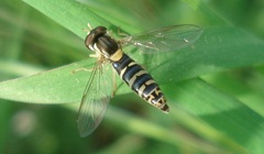 Sphaerophoria scripta