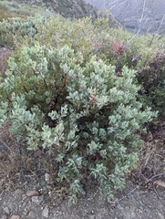Arctostaphylos glauca