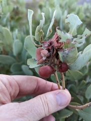 Arctostaphylos glauca