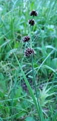 Juncus ensifolius