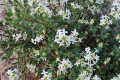 Pimelea glauca