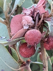 Arctostaphylos glauca