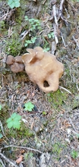 Gyromitra