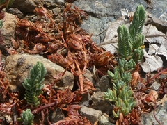 Hypericum confertum stenobotrys