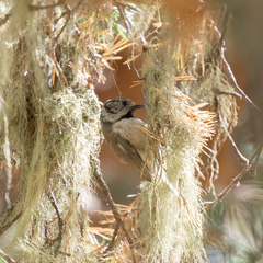 Lophophanes cristatus
