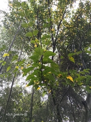 Acer caudatifolium