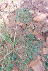 Ornithopus compressus