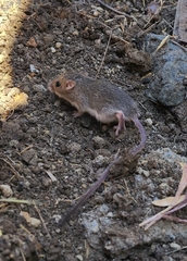 Chaetodipus