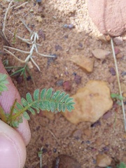 Ornithopus compressus