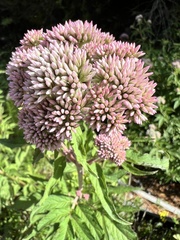 Eupatorium formosanum