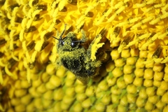 Bombus confusus