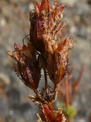 Hypericum confertum stenobotrys