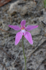 Caladenia latifolia