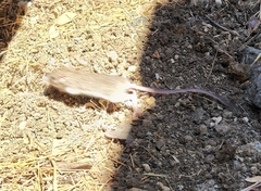 Chaetodipus