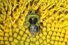 Bombus confusus