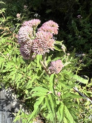 Eupatorium formosanum