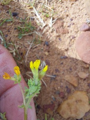 Ornithopus compressus