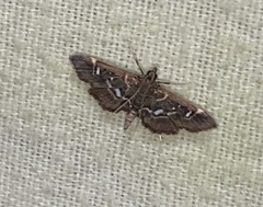 Diathrausta