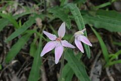 Caladenia latifolia