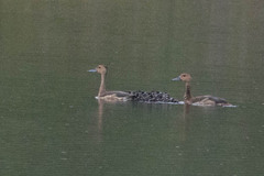 Dendrocygna javanica