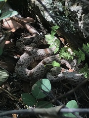 Crotalus lepidus