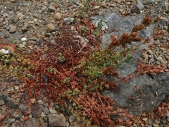 Hypericum confertum stenobotrys