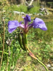 Iris setosa