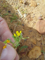 Ornithopus compressus