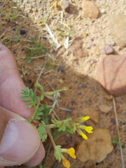 Ornithopus compressus