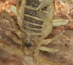 Paruroctonus boreus