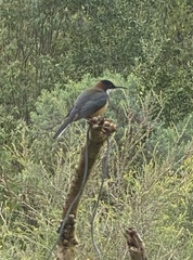 Acanthorhynchus tenuirostris