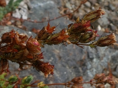 Hypericum confertum stenobotrys