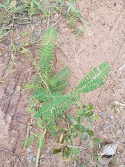 Sesbania cannabina