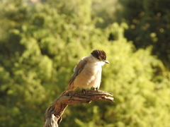 Cyanopica cooki