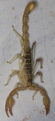 Paruroctonus boreus
