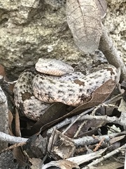 Crotalus lepidus