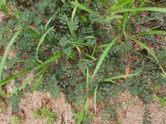 Euphorbia thymifolia