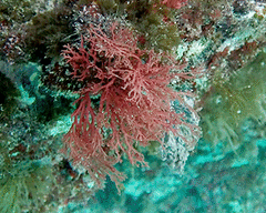 Sphaerococcus coronopifolius